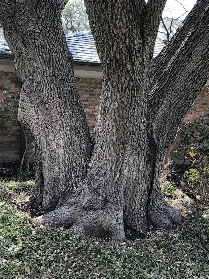 Mature heritage tree close to a Oakland property cared for by certified arborists